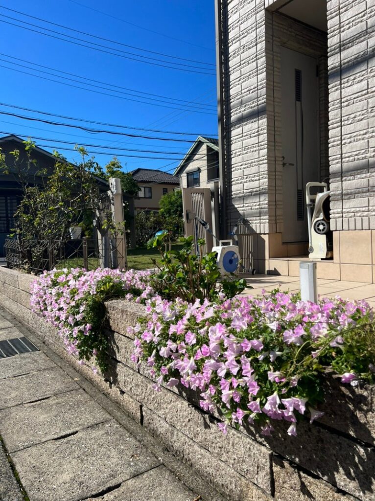 玄関側 植え替え前のペチュニア