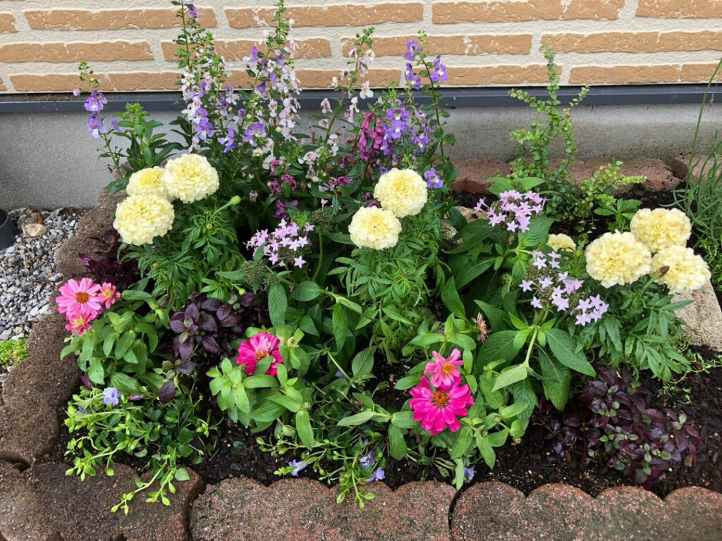 彦根市T様邸の花壇左側に新しく植えられた花々